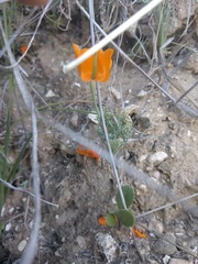 Eschscholzia lemmonii