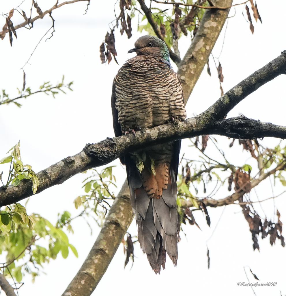 Barred Cuckoo-Dove from Bhuya Para, Assam, India on April 1, 2021 at 06 ...