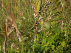 Paradoxornis flavirostris
