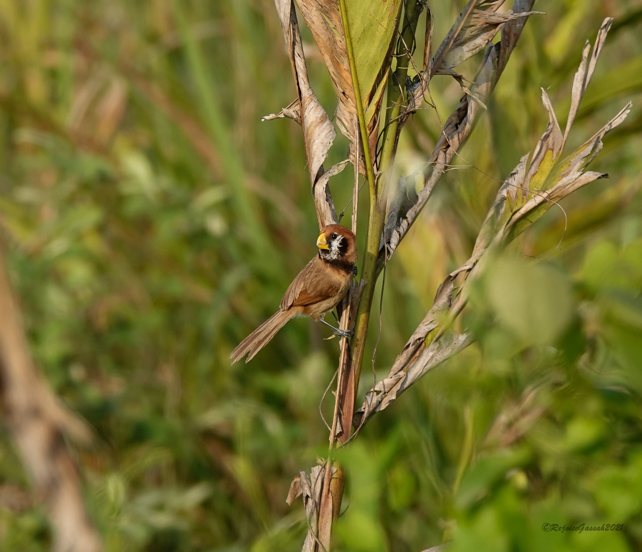Black-breasted Parrotbill (Paradoxornis flavirostris), photo 4
