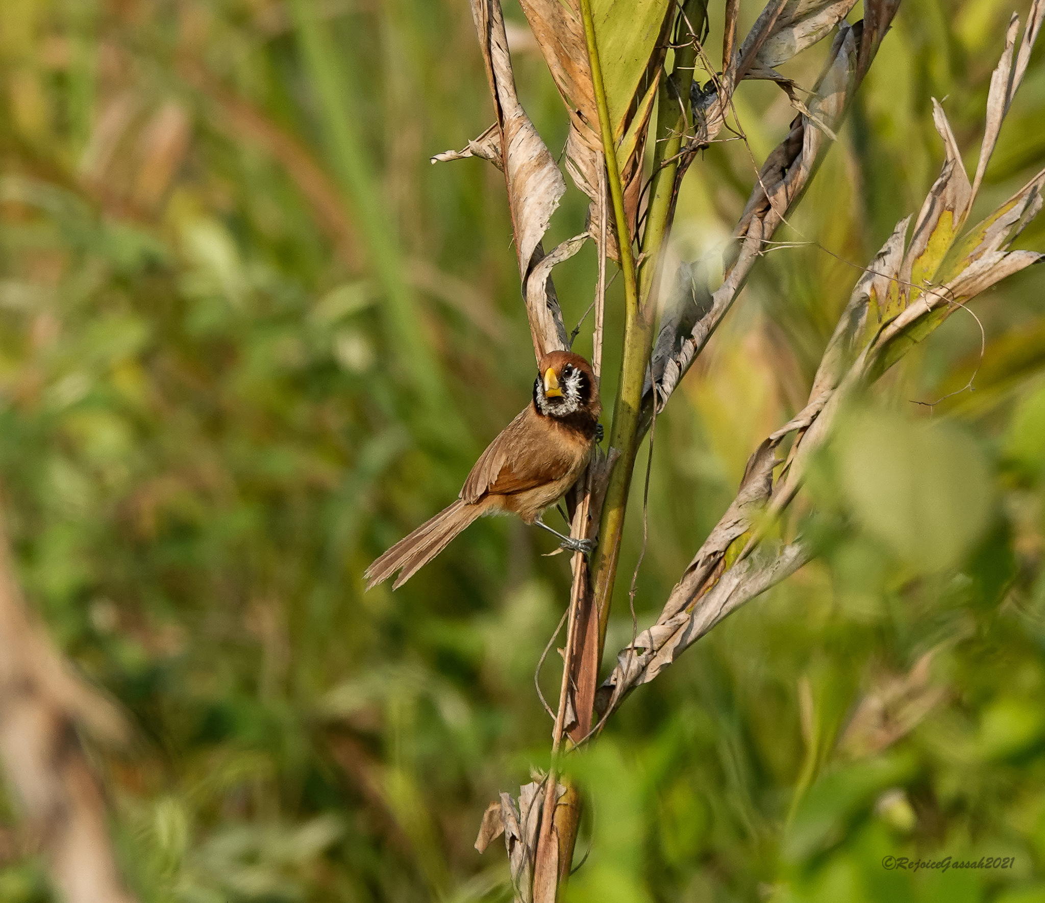 Black-breasted Parrotbill (Paradoxornis flavirostris), photo 3