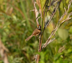 Paradoxornis flavirostris