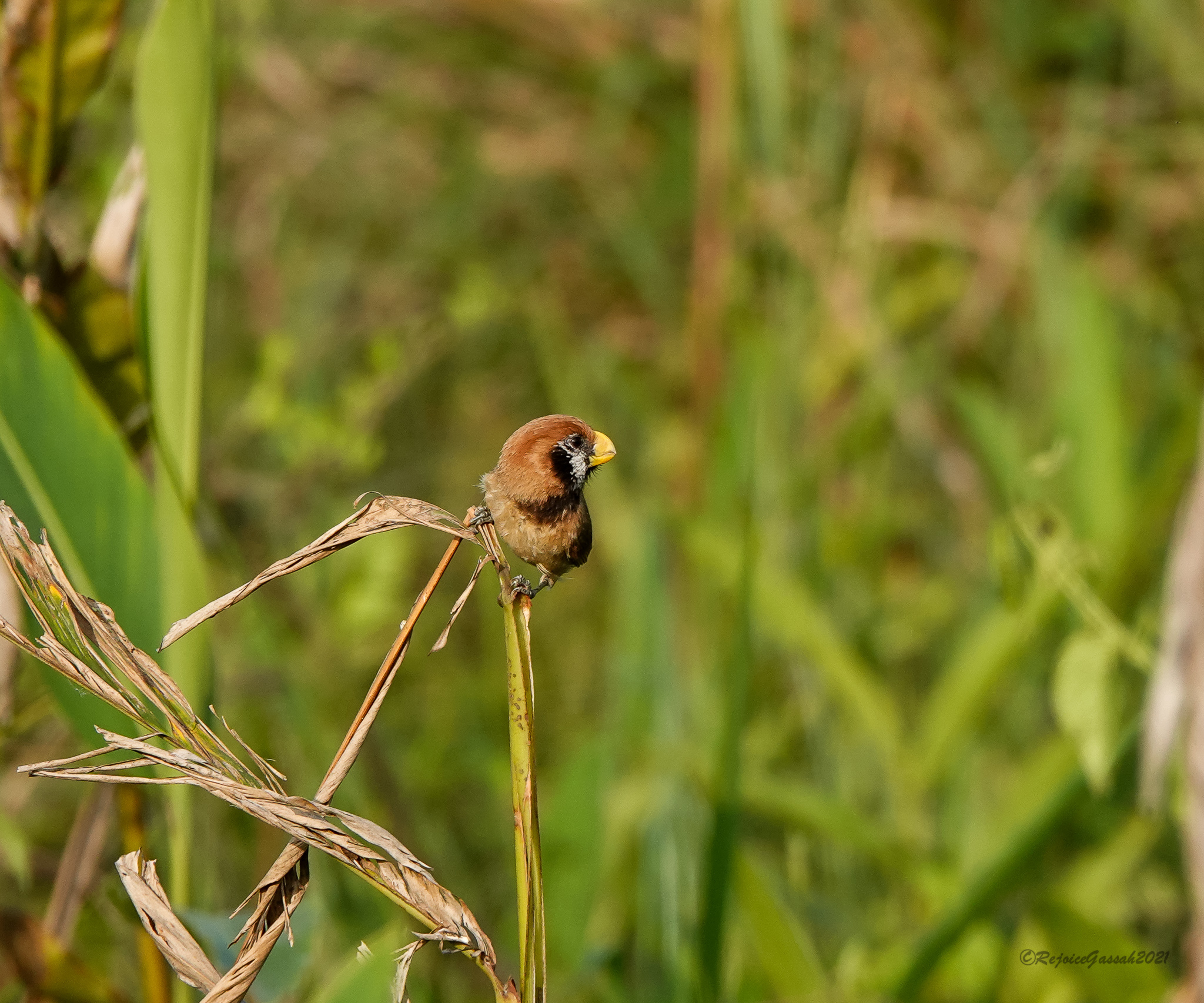 Black-breasted Parrotbill (Paradoxornis flavirostris), photo 6