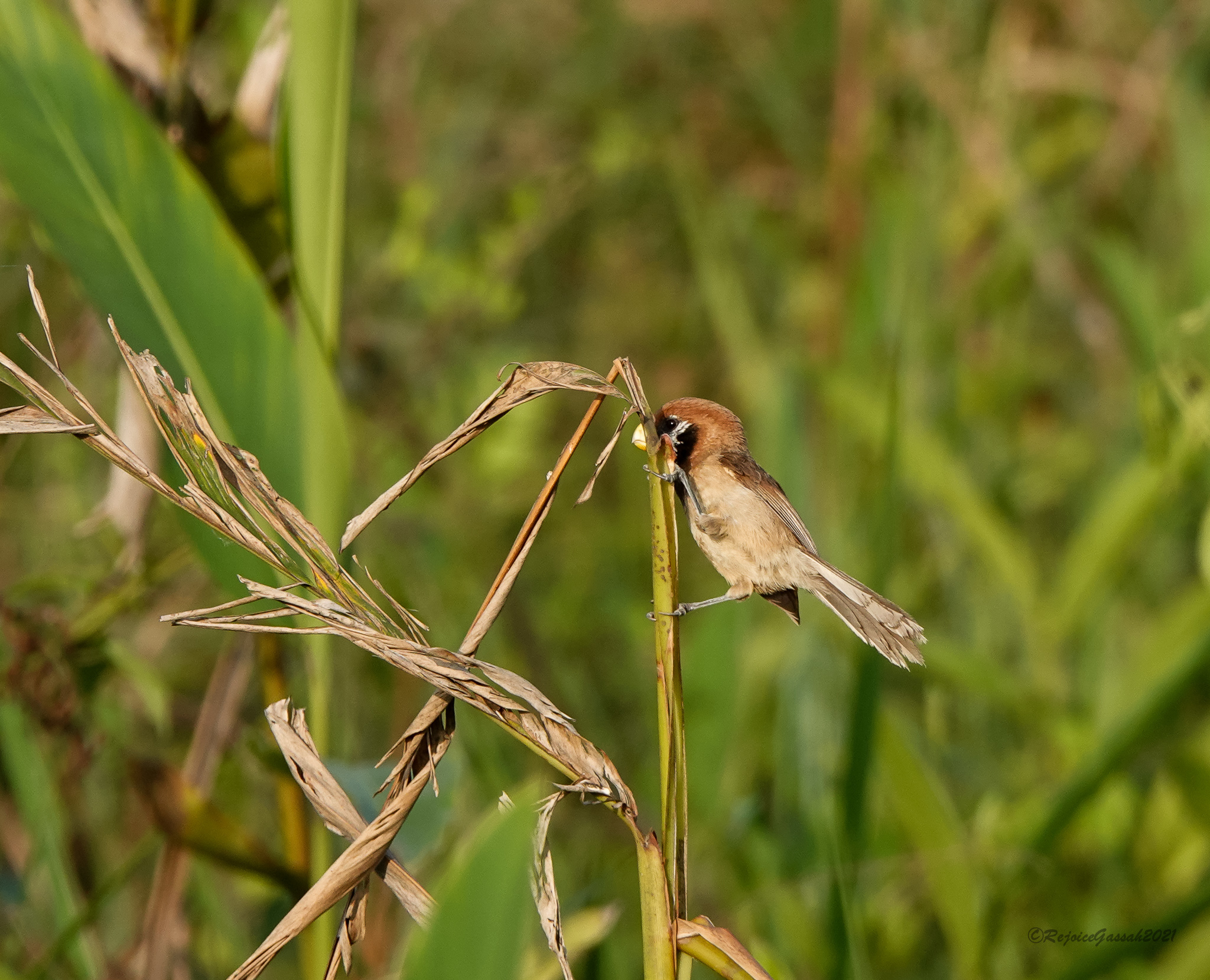 Black-breasted Parrotbill (Paradoxornis flavirostris), photo 7