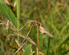 Paradoxornis flavirostris
