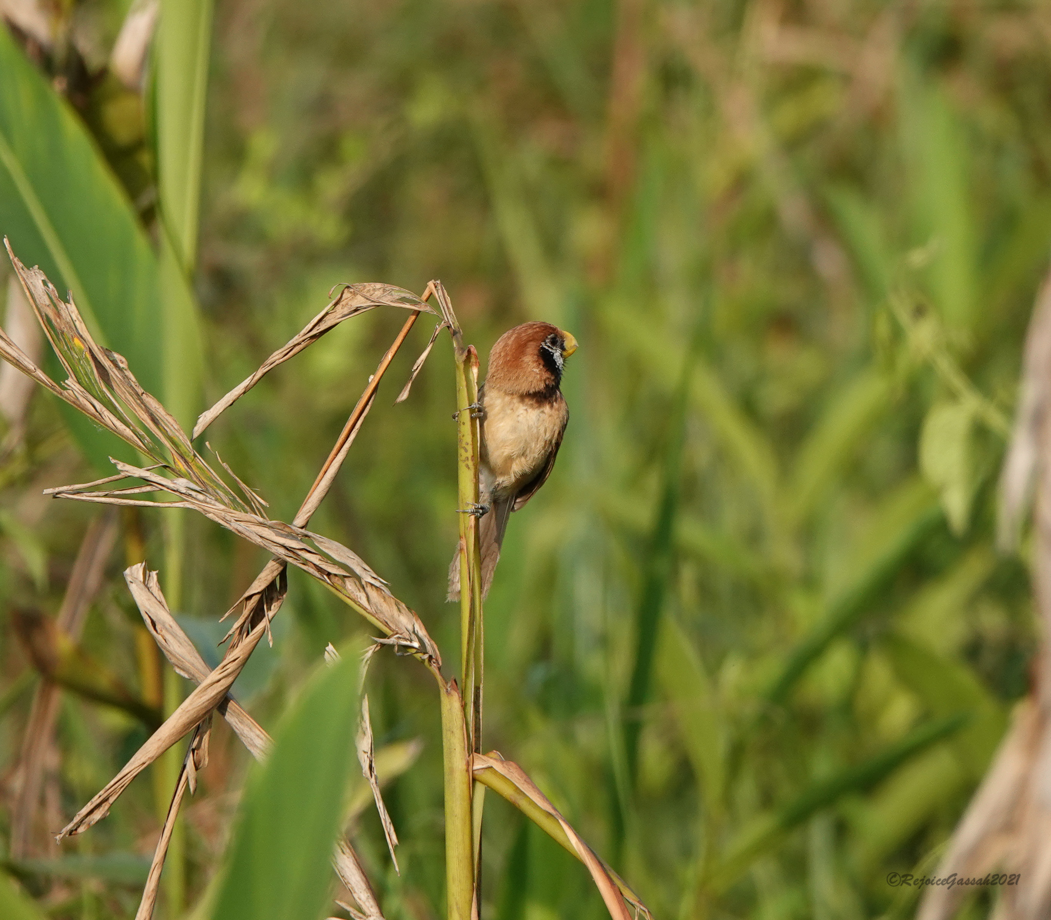 Black-breasted Parrotbill (Paradoxornis flavirostris), photo 8