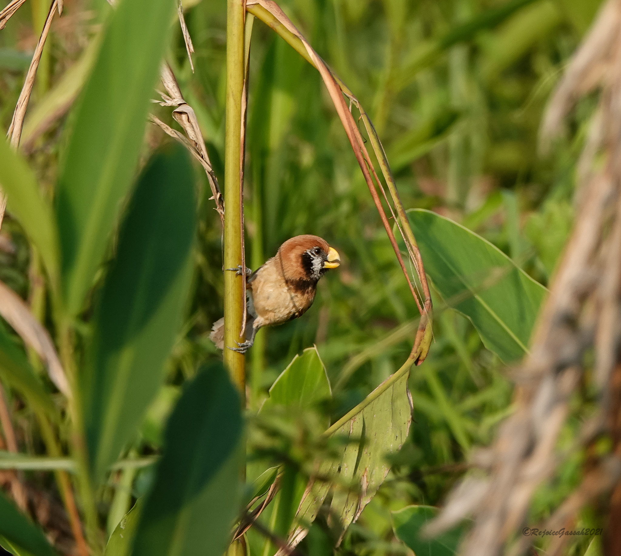 Black-breasted Parrotbill (Paradoxornis flavirostris), photo 9