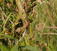 Paradoxornis flavirostris