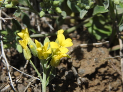 Physaria occidentalis