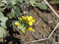 Physaria occidentalis