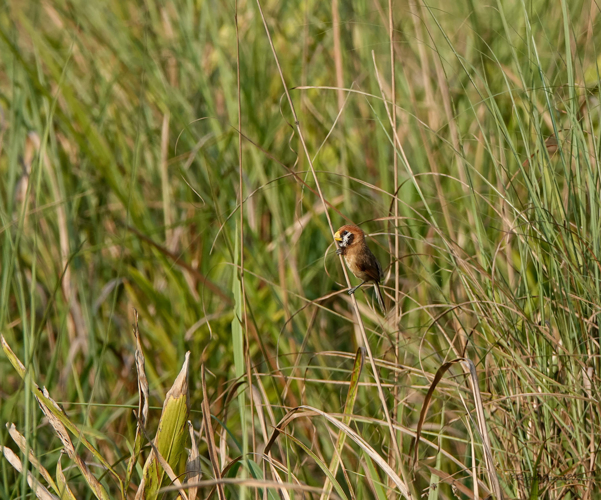 Black-breasted Parrotbill (Paradoxornis flavirostris), photo 1