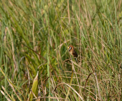 Paradoxornis flavirostris