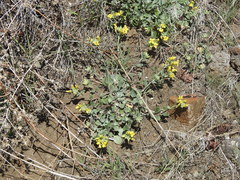 Physaria occidentalis