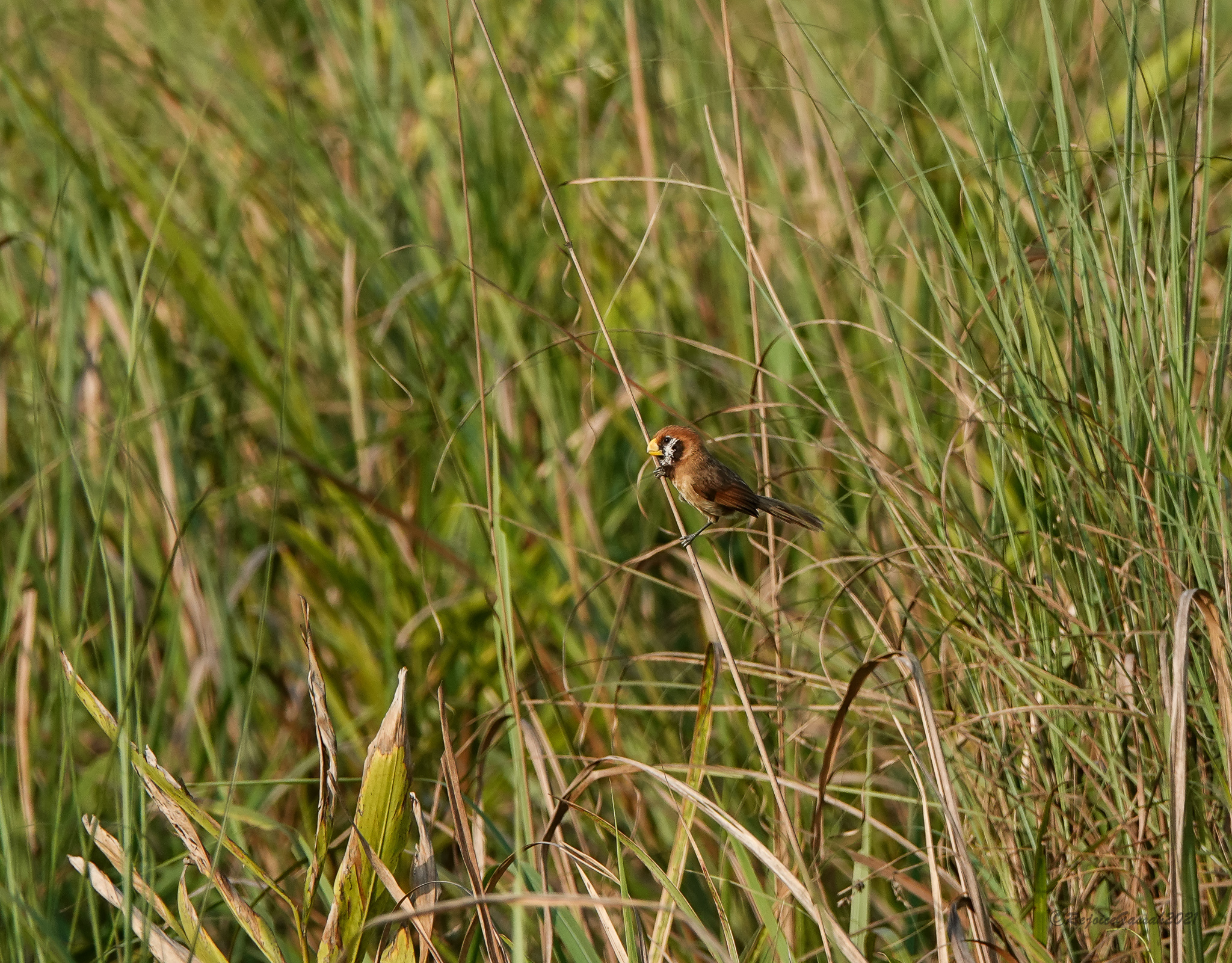 Black-breasted Parrotbill (Paradoxornis flavirostris), photo 2