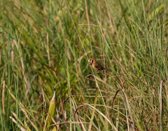 Paradoxornis flavirostris