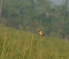 Paradoxornis flavirostris