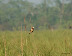 Paradoxornis flavirostris