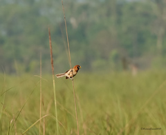 Paradoxornis flavirostris
