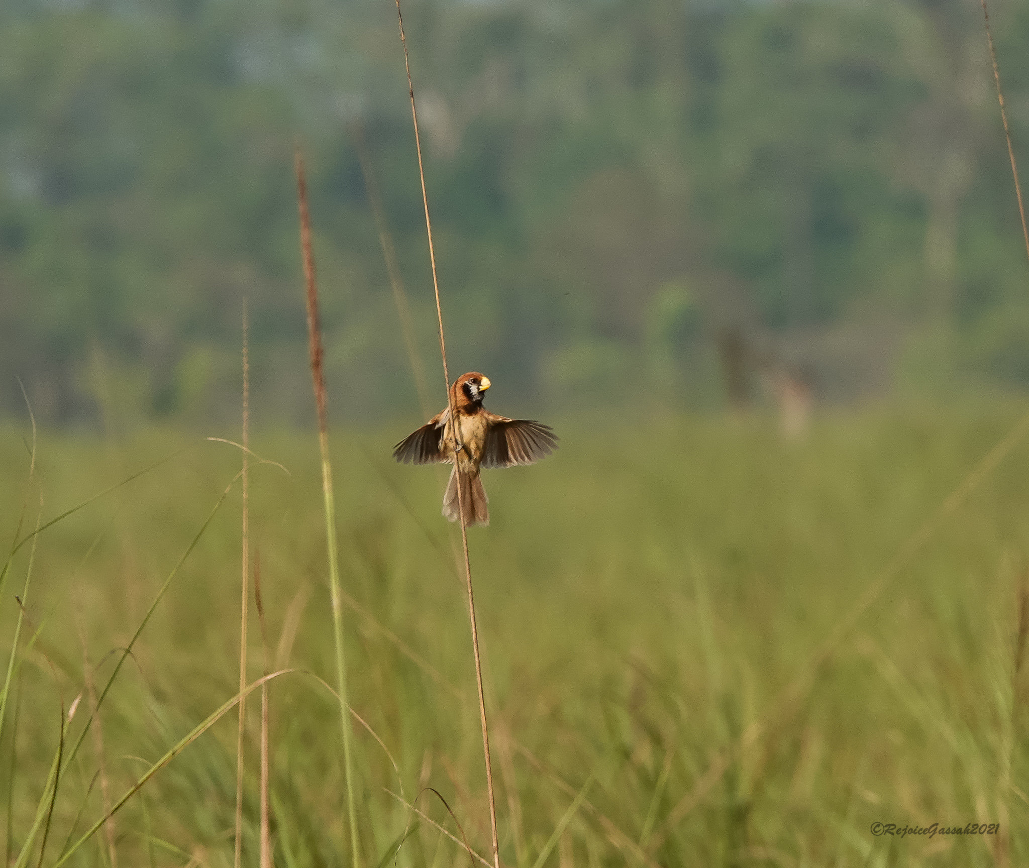 Black-breasted Parrotbill (Paradoxornis flavirostris), photo 10