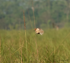 Paradoxornis flavirostris