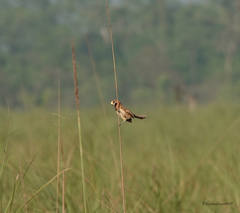 Paradoxornis flavirostris