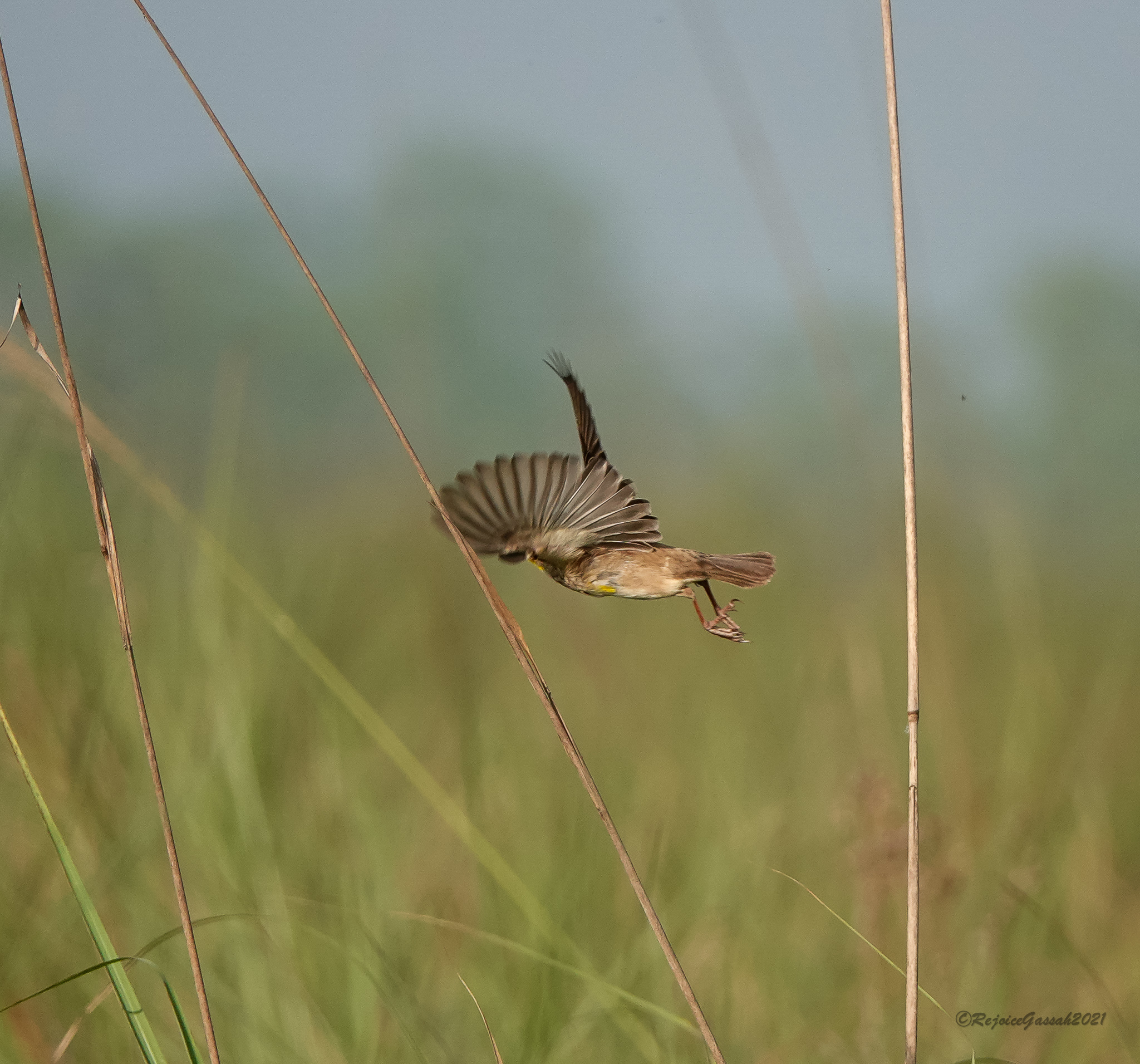 Finn's Weaver (Ploceus megarhynchus), photo 6