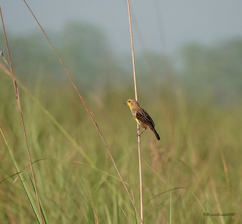 Finn's Weaver (Ploceus megarhynchus), photo 7