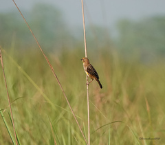 Ploceus megarhynchus