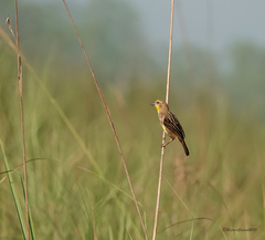 Ploceus megarhynchus