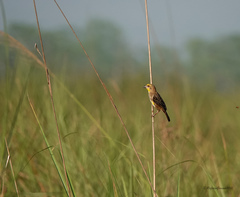 Ploceus megarhynchus