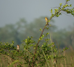 Ploceus megarhynchus