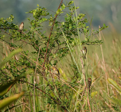 Ploceus megarhynchus