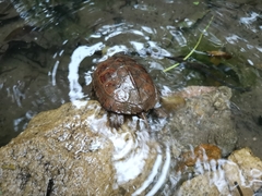 Mauremys mutica mutica