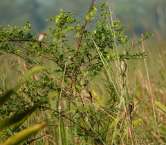 Ploceus megarhynchus