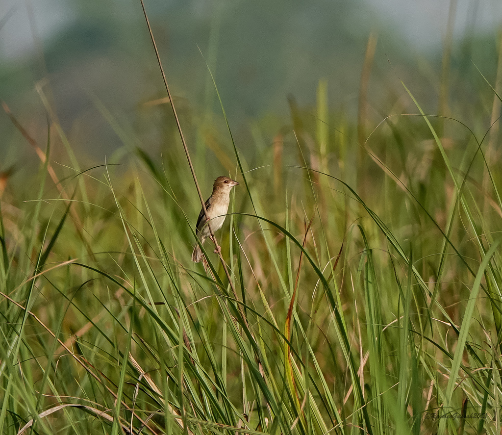 Finn's Weaver in April 2021 by Rejoice Gassah. Manas National Park ...