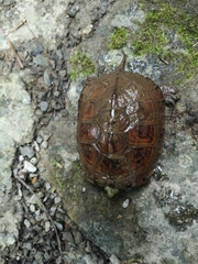 Mauremys mutica mutica