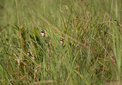 Ploceus benghalensis