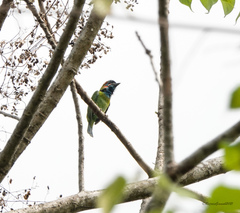 Psilopogon duvaucelii