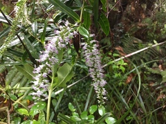 Veronica stricta stricta