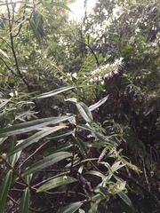 Veronica stricta stricta