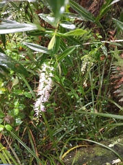 Veronica stricta stricta