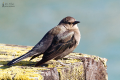 Euphagus cyanocephalus