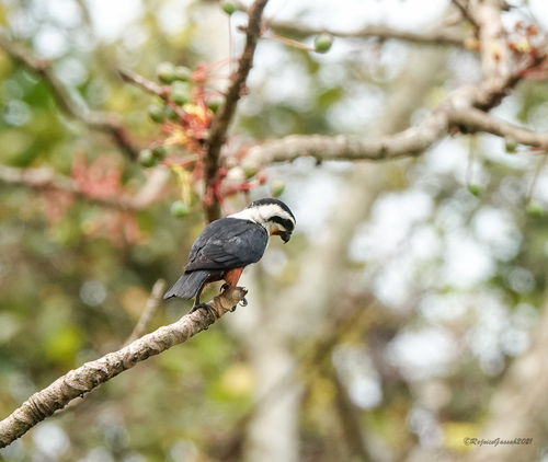 Collared Falconet (Microhierax caerulescens), photo 10