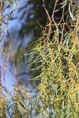 Acacia pendula