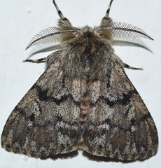 Ocneria atlantica