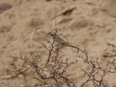 Artemisiospiza belli