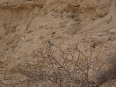 Artemisiospiza belli