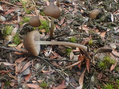 Entoloma cystidiosum