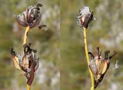 Aristea oligocephala