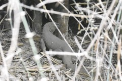 Varanus bengalensis